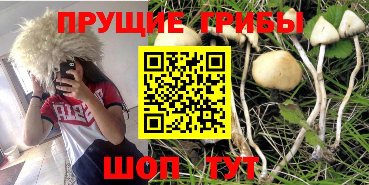 Псилоцибиновые грибы мицелий Избербаш